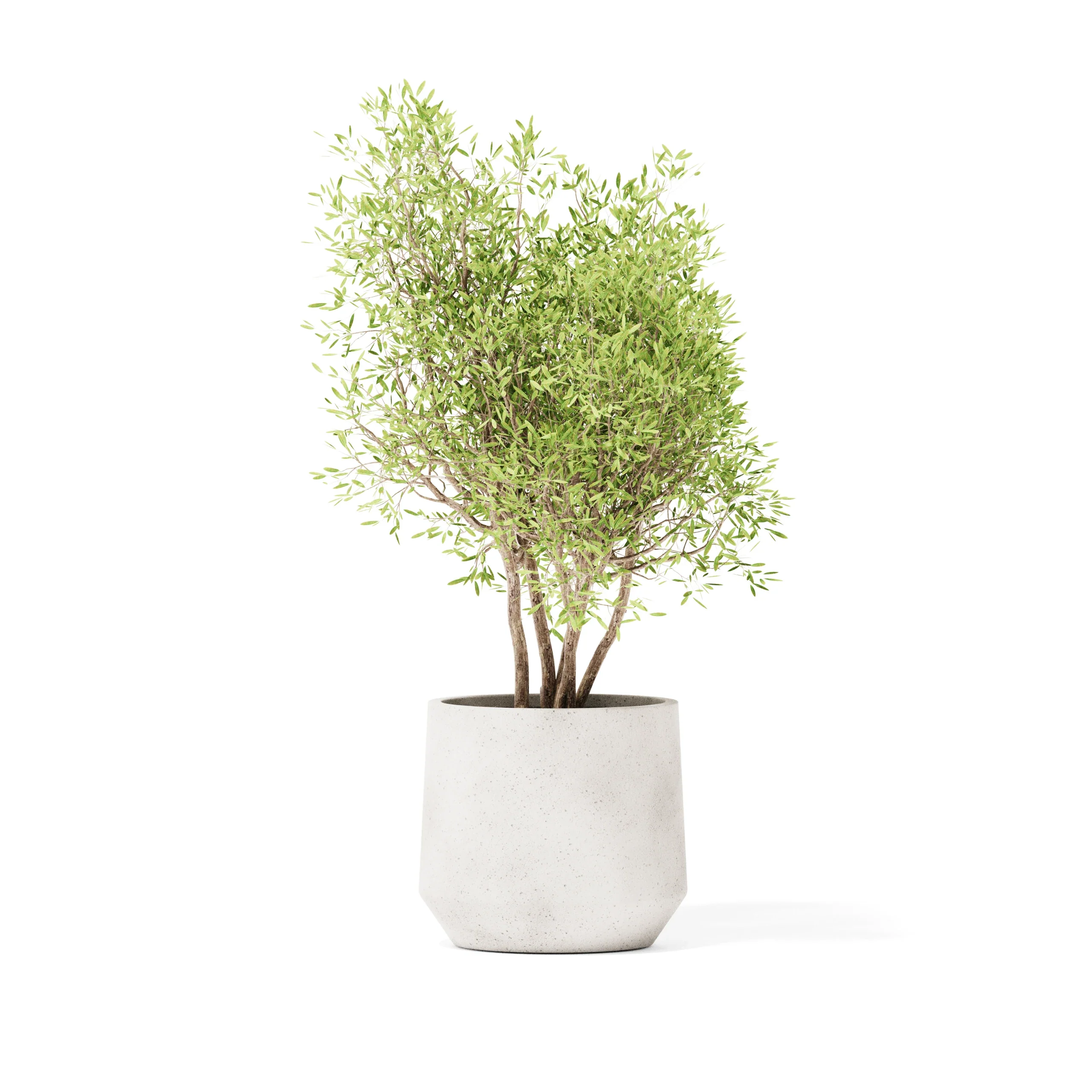Champ Planter - Image 3